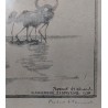 Gravure "Flamants roses", signée HAINARD