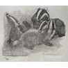 Gravure "Tas de blaireaux", signée HAINARD