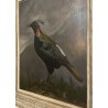 Tableau \"Oiseau\" signée S. BLACKBURN