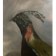 Tableau "Oiseau" signée S. BLACKBURN